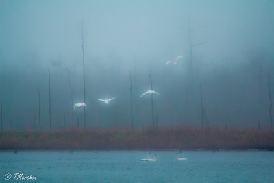 Tundra Swans Take Flight on a Foggy Winter Day