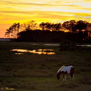 IMG_8984