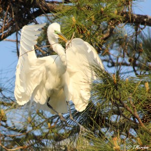 Dancing Egret