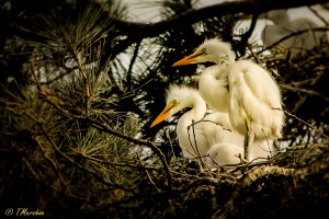 Baby Egrets