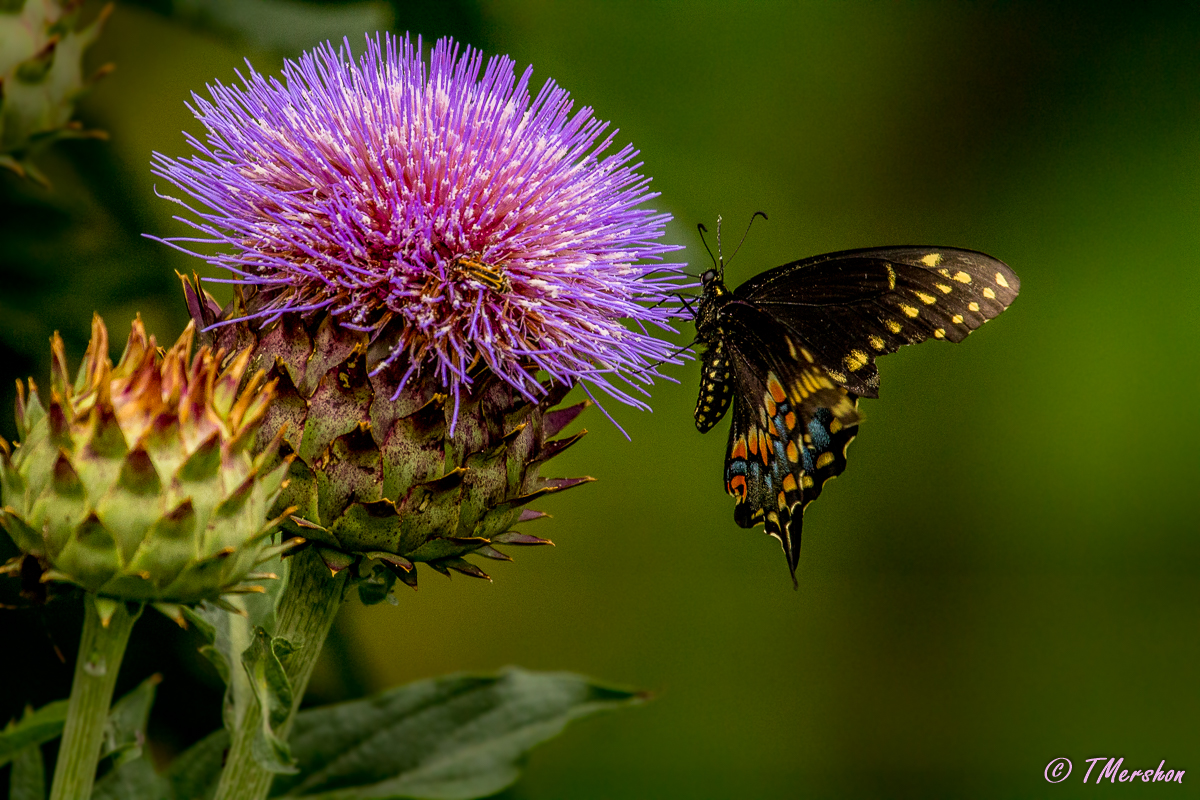 Swallowtail on Scottish Thistle